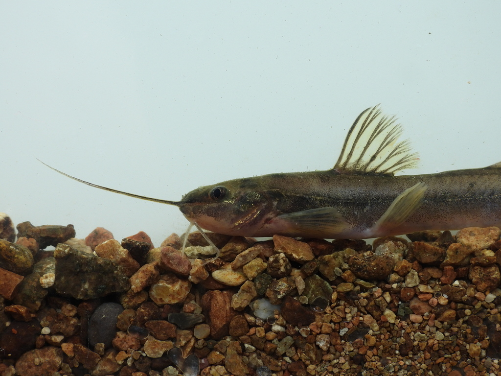 Imparfinis timana