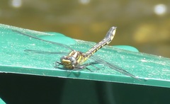 Hylogomphus abbreviatus