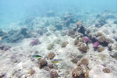 Thalassoma jansenii
