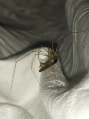 Ectobius vittiventris