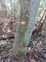 Tachigali paniculata