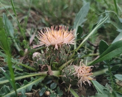 Centaurea ultreiae