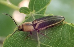 Megapenthes limbalis