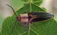 Megapenthes limbalis