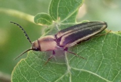Megapenthes limbalis