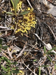 Vulpicida juniperinus