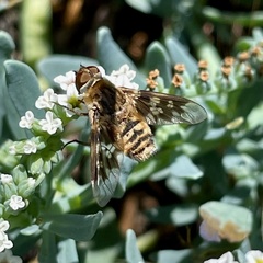 Thyridanthrax nugator