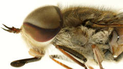 Dasybasis circumdata