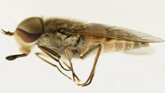 Dasybasis circumdata