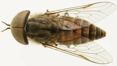 Dasybasis circumdata