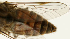 Dasybasis circumdata