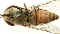 Dasybasis circumdata