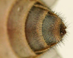 Dasybasis circumdata