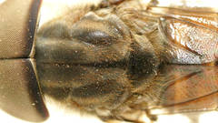 Dasybasis circumdata