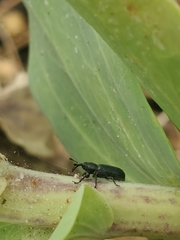 Mecinus janthiniformis