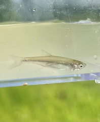 Notropis atherinoides