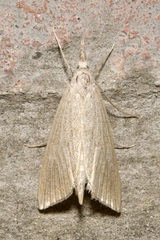 Pseudobissetia terrestrellus