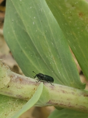 Mecinus janthiniformis