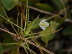 Byblis liniflora