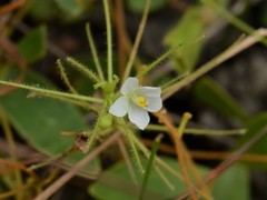 Byblis liniflora