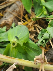 Mecinus janthiniformis