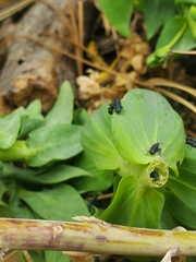 Mecinus janthiniformis