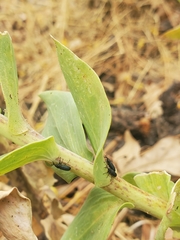 Mecinus janthiniformis