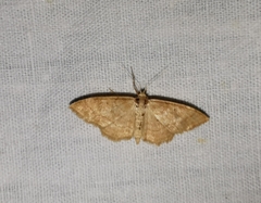Idaea rufaria