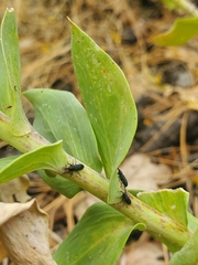 Mecinus janthiniformis
