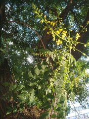 Koelreuteria paniculata