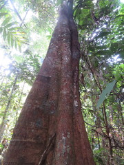 Brosimum acutifolium