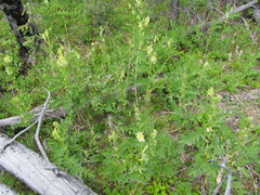 Astragalus americanus