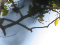 Brosimum acutifolium