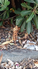 Orobanche hederae