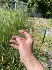 Elymus repens