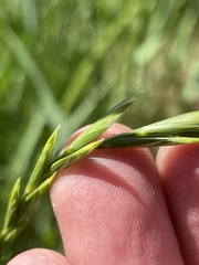 Elymus repens