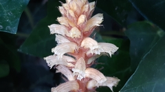Orobanche hederae