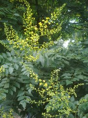 Koelreuteria paniculata