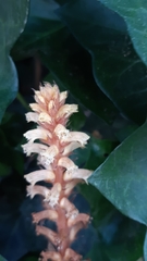 Orobanche hederae