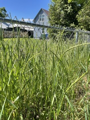 Elymus repens