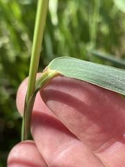 Elymus repens