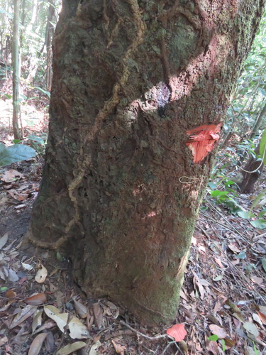 Protium aracouchini