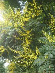 Koelreuteria paniculata