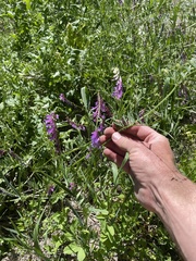 Vicia villosa