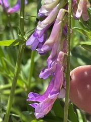 Vicia villosa