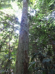 Pterocarpus amazonum