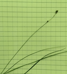 Carex disperma