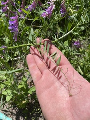 Vicia villosa