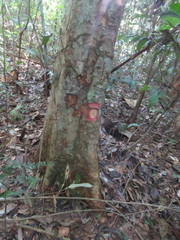 Pterocarpus amazonum