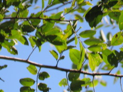 Pterocarpus amazonum